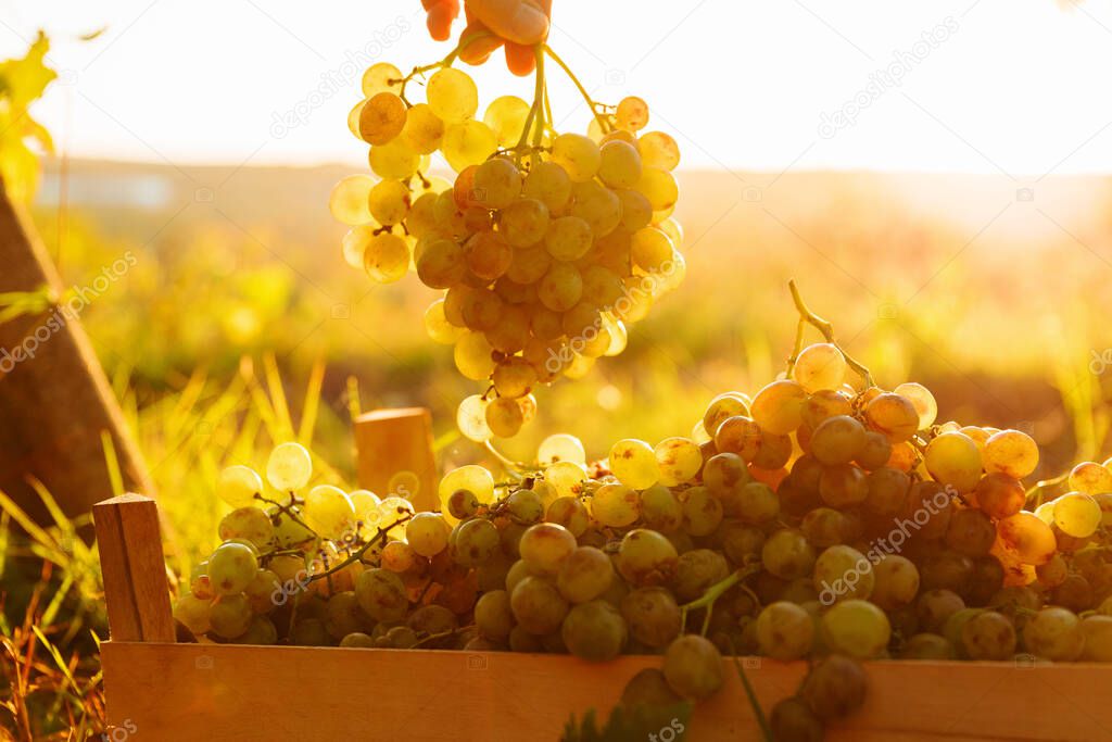 close up view of farmers hand showing a grape of white grape, at sunset,