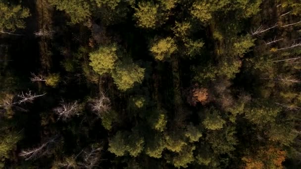 Aerial view of green and yellow woods landscape. — Stock Video