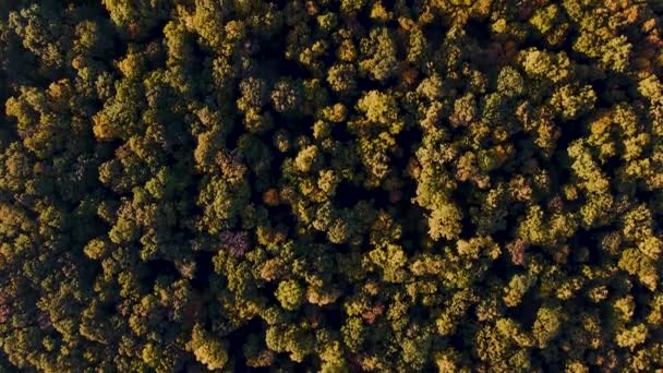 Fentről lefelé kilátás őszi erdő, őszi erdő légi felvétel. — Stock videók