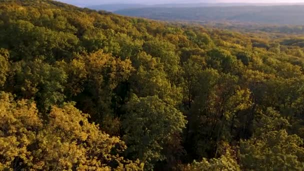 Вид с воздуха на красивые осенние деревья, красный желтый и зеленый лес. — стоковое видео