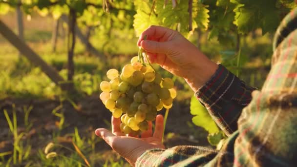 Zblízka pohled na zemědělce ruka ukazující hrozny z bílých hroznů — Stock video