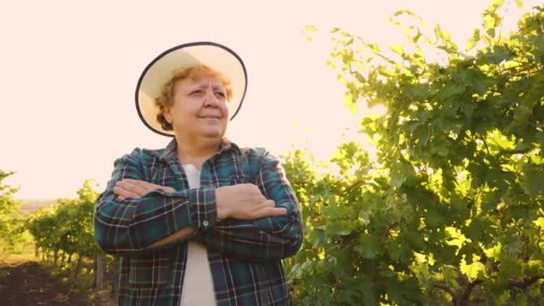 Viticultora anciana con los brazos cruzados y sombrero en la cabeza está en el viñedo al atardecer, — Vídeo de stock