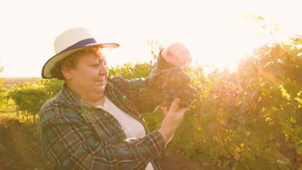 Rolnik kobieta w kapeluszu Inspekcja kultury winogron Dumny winiarz Badanie czerwone winogrona — Wideo stockowe