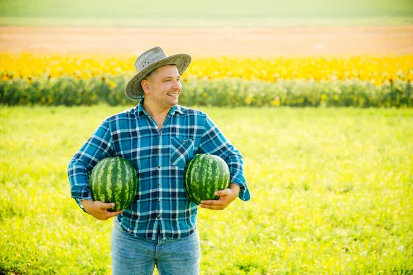 Spokojený farmář se dvěma melouny na poli za slunečného letního dne. — Stock fotografie