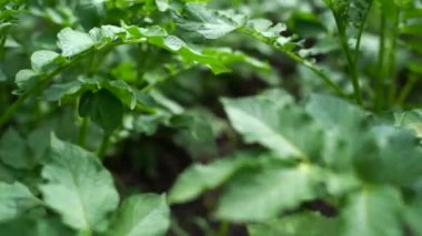 Yeşil sebze yaprağı. Bahçede organik gıda tarımı