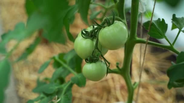 Tomates verdes crescendo nos ramos — Vídeo de Stock