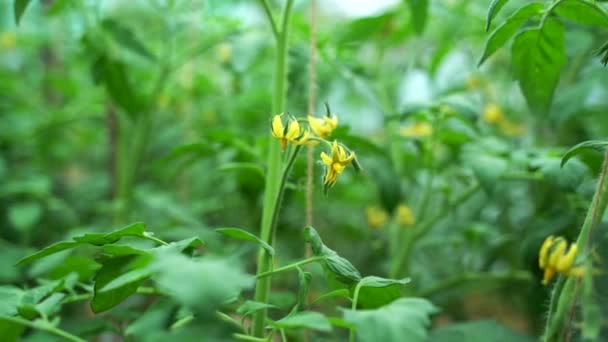 Flores amarelas em uma fábrica de tomate florescendo — Vídeo de Stock