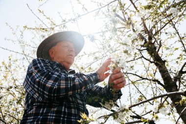 Bahçedeki meyve ağacındaki çiçekleri analiz eden çiftçi..