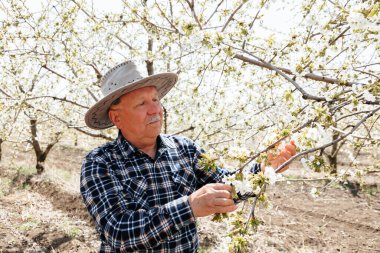 Çiçek açan ağaçları olan meyve bahçesinde şapka işçisi yaşlı çiftçi çiçek dallarını kontrol ediyor.