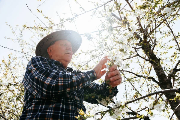 Bahçedeki meyve ağacındaki çiçekleri analiz eden çiftçi..