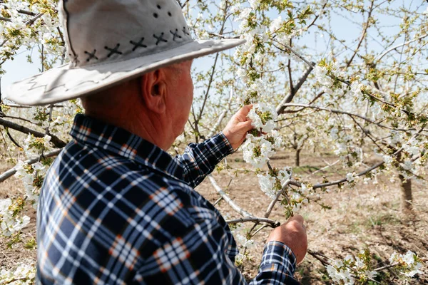 Bahçedeki meyve ağacındaki çiçekleri analiz eden çiftçi..