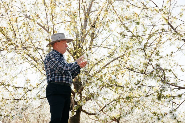 Şapkalı yaşlı bir çiftçi meyve bahçesindeki çiçekleri kontrol eder..