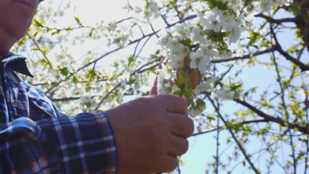 Großaufnahme von Senior-Landwirt Männerhände überprüft Blumenzweige. — Stockvideo