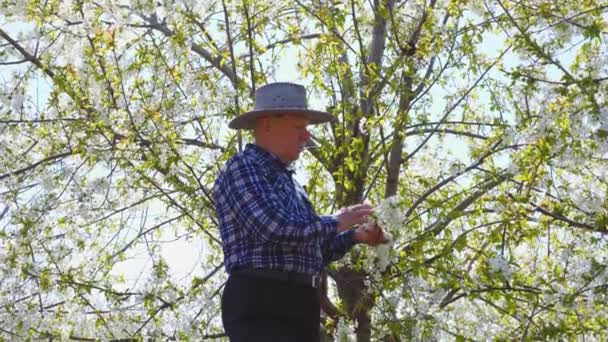 En gammal bonde med hatt kollar blomman i sin fruktträdgård — Stockvideo