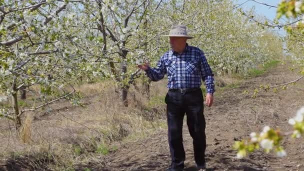 Äldre bonde arbetare med hatt går in för att inspekterade sin blommande fruktträdgård. — Stockvideo