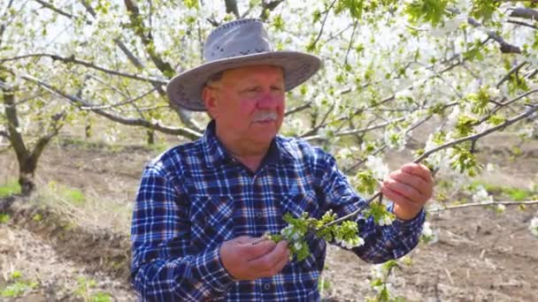 Senior man bonde arbetar analysera blommorna på fruktträdet — Stockvideo