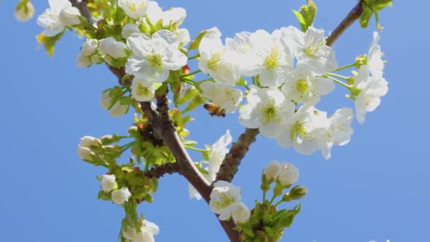 Gros plan d'une abeille recueille le pollen des fleurs blanches dans le verger. — Video