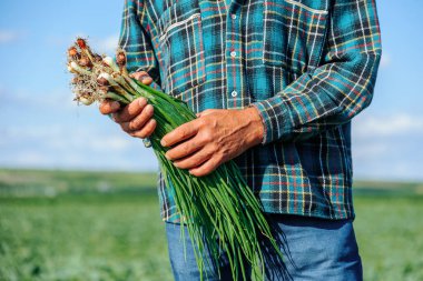 Bir çiftçinin elinde bir avuç taze soğan var. Seçici odaklanma. Erkek çiftçi taze taze taze soğan topluyor. organik tarım kavramı.