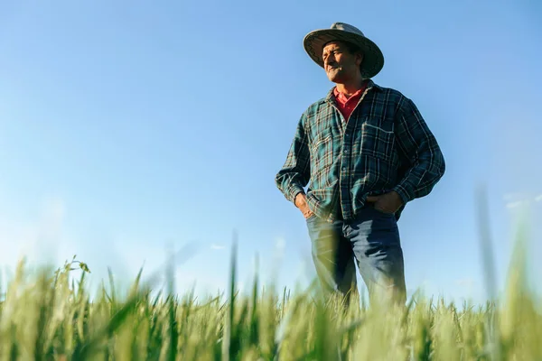 Granjero Anciano Con Sombrero Pie Campo Agrícola Asiático Mestizo Granjero — Foto de Stock