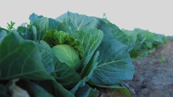 Couve Verde Cortada Repolho Jovem Cresce Campo Agricultores Arbustos Repolho — Vídeo de Stock