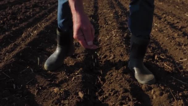 손으로 밀씨를 심는다 밀씨를 던지는 뿌리는 밭에서 일하는 사업적 — 비디오