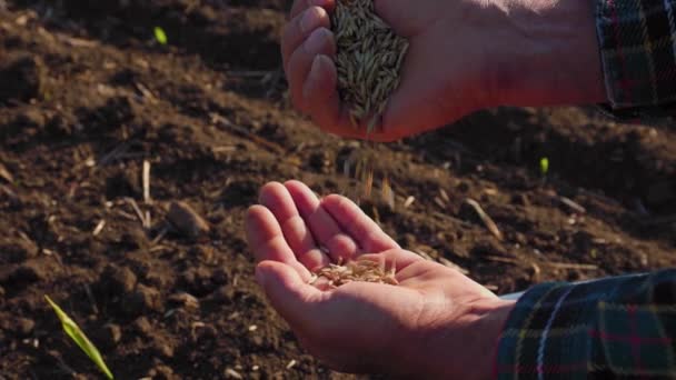 Pohled Shora Muži Farmáři Ruce Vylévání Pšeničná Zrna Přes Prsty — Stock video