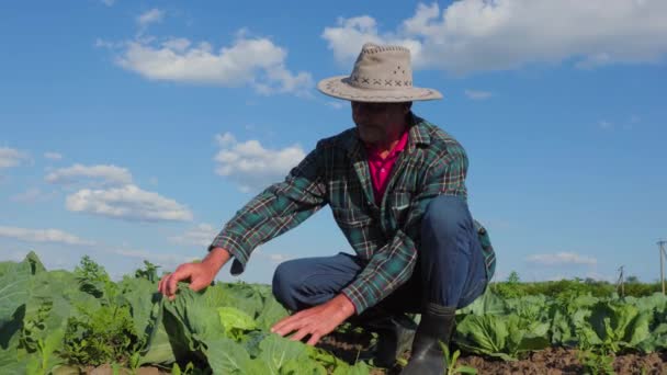 Ein Alter Bauer Mit Hut Auf Dem Kopf Analysiert Die — Stockvideo
