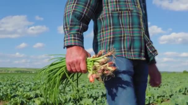 Rastreando Cerca Las Manos Granjero Caminando Campo Llevando Cebolletas Recién — Vídeo de stock