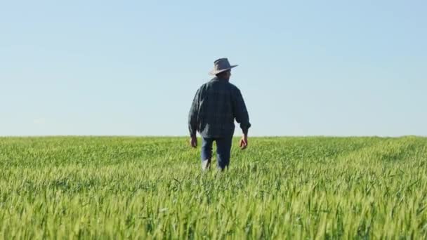 彼の頭の上に帽子と混合レース農家 美しく 暖かい春の日にシリアルプランテーションを研究 60歳の男が緑の小麦畑を歩いている 本物のリアビュー — ストック動画