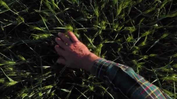 Unerkennbare Männliche Hand Die Sanft Über Unreifes Weizenfeld Freien Läuft — Stockvideo