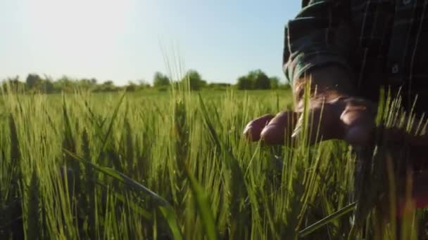 Ismeretlen Farmer Kéz Megérinti Gondos Éretlen Tüskés Búzamezőt Közelről Munkás — Stock videók