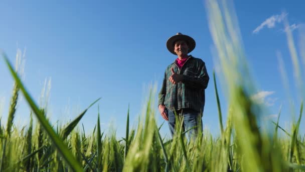 Old American Farmer Showing Thumb Field Wheat Crop Male Hat — Stock Video