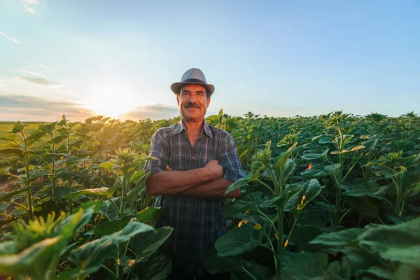 Indian worker puts his hands crossed posing against the background of spring culture. man working in the field with hat looking at camera.