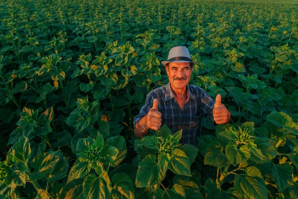 Hispánský Američan Spokojený Farmář Zadíval Kamery Ukázal Palec Nahoru Roztomilé — Stock fotografie