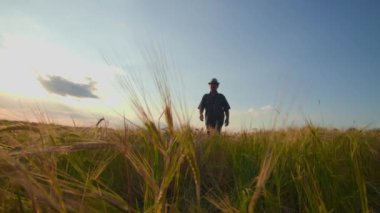 Tarlada yürürken çekilen görüntüler tarladaki erkek çiftçilere bakıyor. 4K görüntüleri günbatımı temalı tarım endüstrisinde