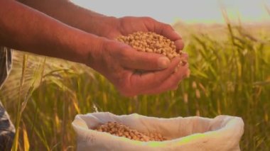 Dokunan çiftçinin elleri parmaklarından bir çuvala soya fasulyesi taneleri döküldü. Tarlada tahılları olan bir çiftçinin yan görüntüsü.