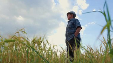 Elleri cebinde yaşlı erkek çiftçi, buğday tarlasında alçak açılı yan görüş. Kıdemli çiftçi gökyüzüne bakıyor..