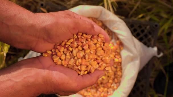 Zamknąć Ziarno Corn Dłoni Dobrych Zbiorach Udanego Rolnika Widok Góry — Wideo stockowe