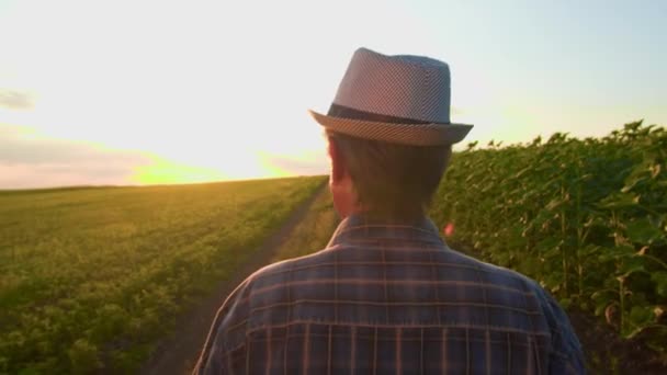 Traseira Velho Agricultor Masculino Chapéu Andando Campo Pôr Sol Vista — Vídeo de Stock