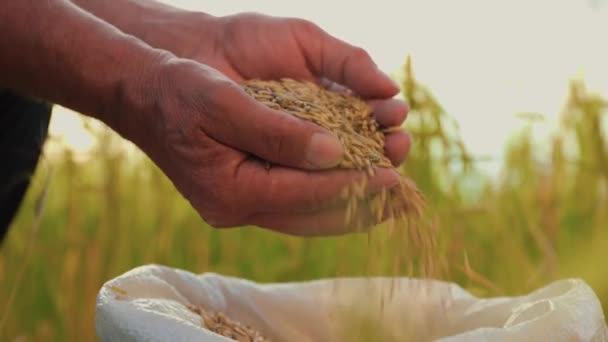 Fechar Mãos Agricultor Tocando Derramado Através Dos Dedos Grãos Trigo — Vídeo de Stock