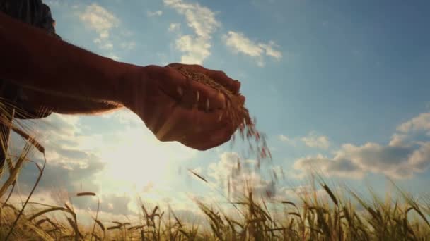Zavřít Siluetu Farmářských Rukou Cereáliemi Pšeničná Zrnka Při Západu Slunce — Stock video