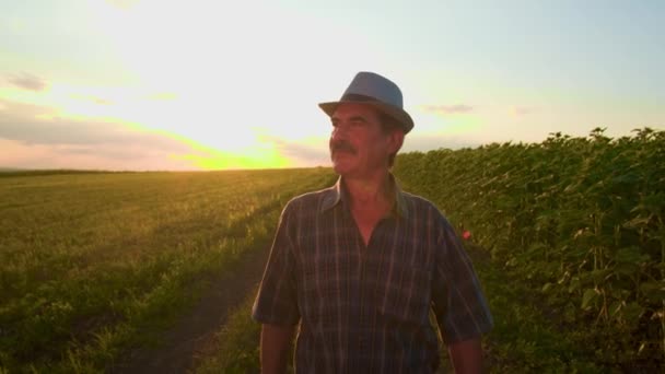 帽子と口ひげを持つ高齢の男性農家の正面図は フィールドを歩いて 日没時にプランテーションを調べます ブラジル人男性労働者の起業家農家が — ストック動画