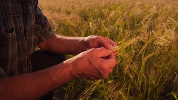 Çiftçi Adam Tarladaki Buğday Ekinlerinin Analizini Teftişini Şapkalı Erkekler Ciddi — Stok video