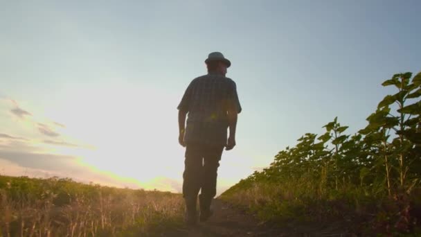 Visão Traseira Trabalhador Caminhando Estrada Campo Com Culturas Primavera Pôr — Vídeo de Stock