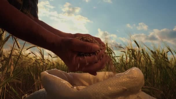 農家の男の手のシルエットを閉じてください 穀物は日没時に指の間で滑ります 農学者の手 — ストック動画