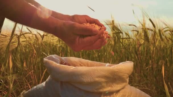 閉じる農家の手を触れ袋に指のトウモロコシの穀物を注いだ 畑の上に穀物を手にした農民の手で切り取られた側面図 — ストック動画