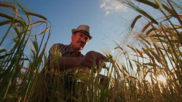 Analysis Inspection Wheat Crops Field Farmer Agronomist Males Hat Seriously — Stockvideo