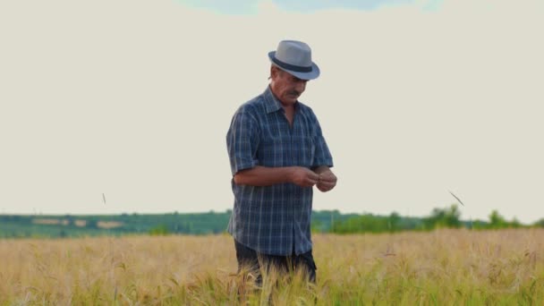 Ispezione Delle Colture Frumento Campo Parte Bel Lavoratore Agricolo Maschio — Video Stock