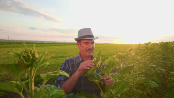 Inspeção Cultura Por Agricultor Profissional Especial Campo Agricultura Campo Agrícola — Vídeo de Stock