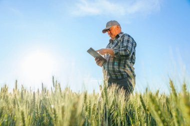 Kırsal kesimde çalışırken, buğday tarlasında yeşil bitkilerle dikilen ciddi yaşlı çiftçi tabletinin yan görüntüsü. Olgun işçi tarama tableti alanda